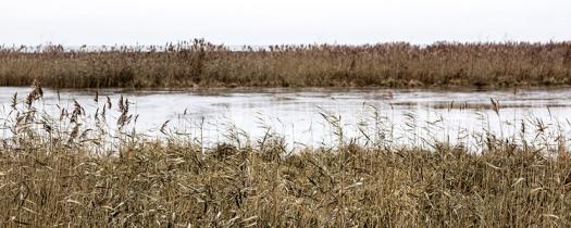 Environment & Wildlife